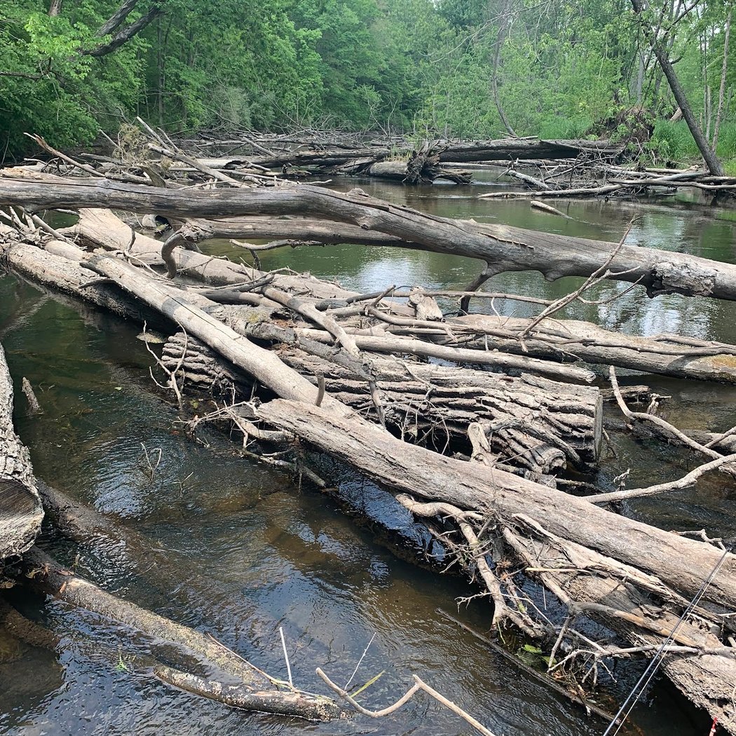 Aquatic Invasive Species Detection Blitz 1